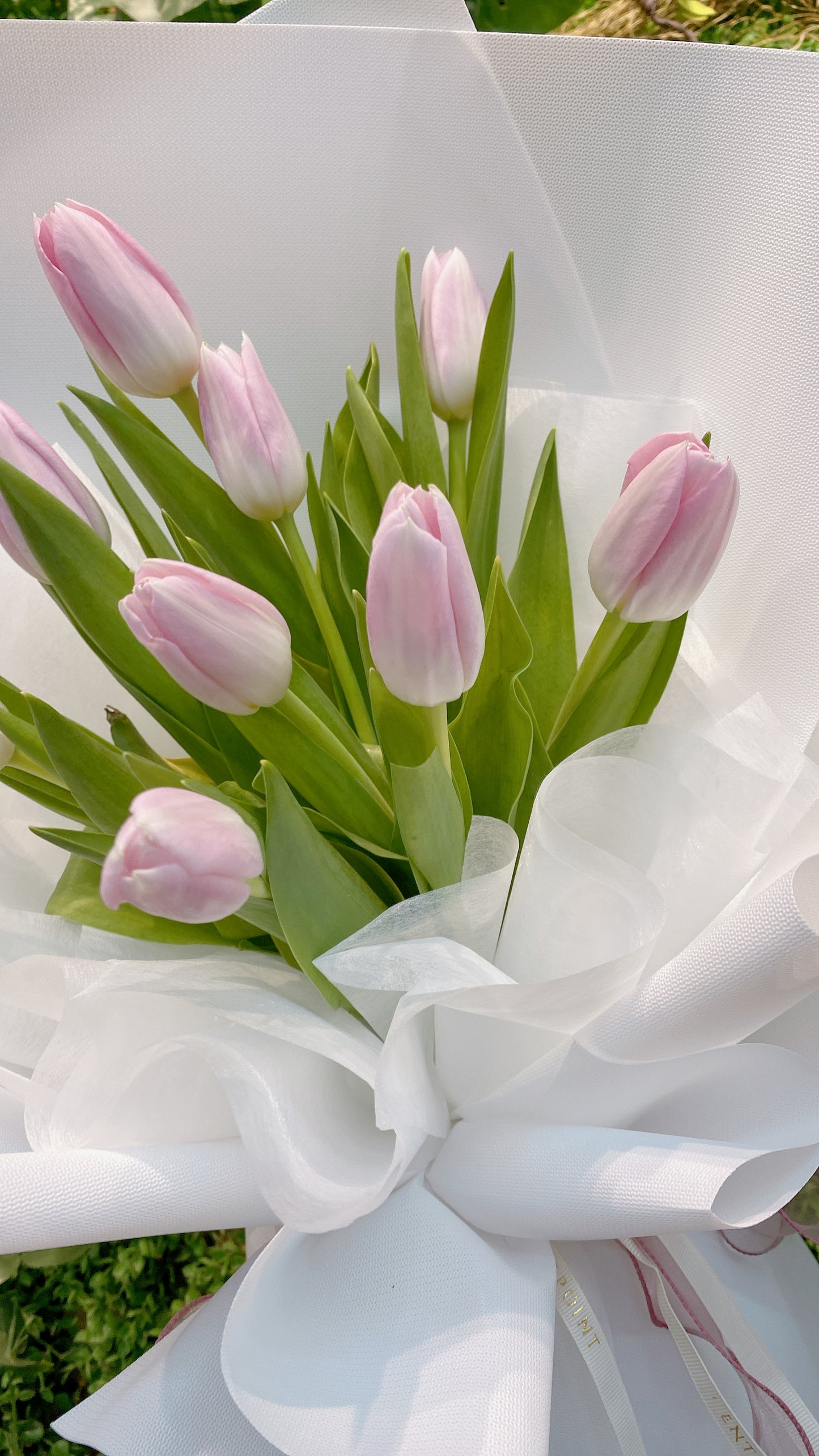 Vincy Tulips (RM 250.00)