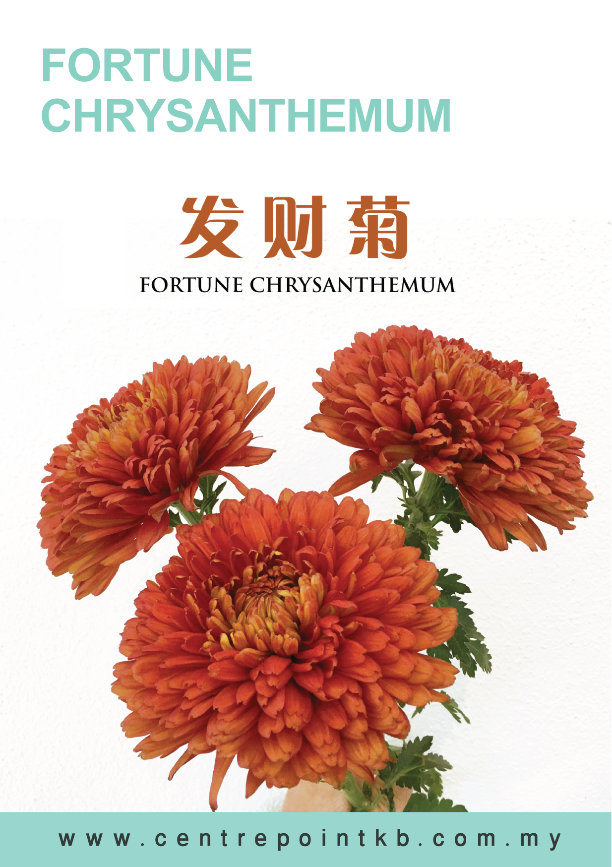 Fortune Chrysanthemyum