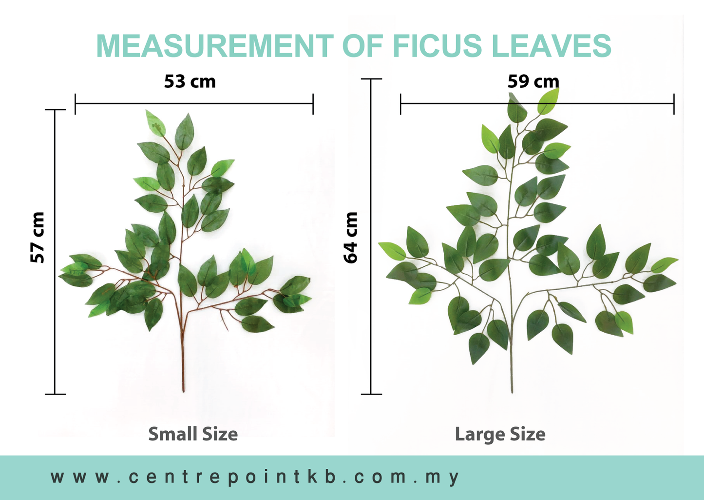 Ficus Leaves (12pcs/Dozen)