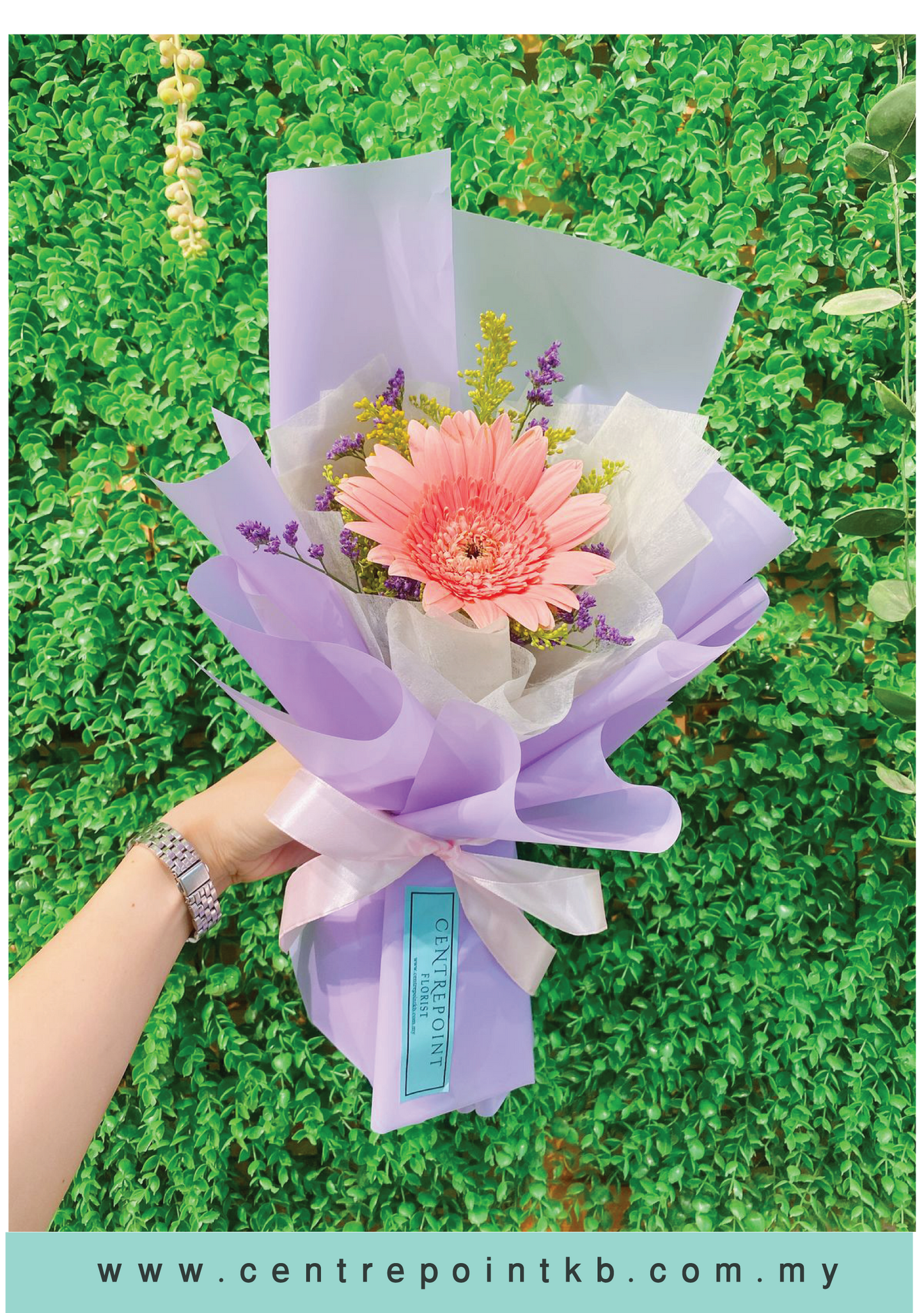 Solo Daisy (RM 15.00)