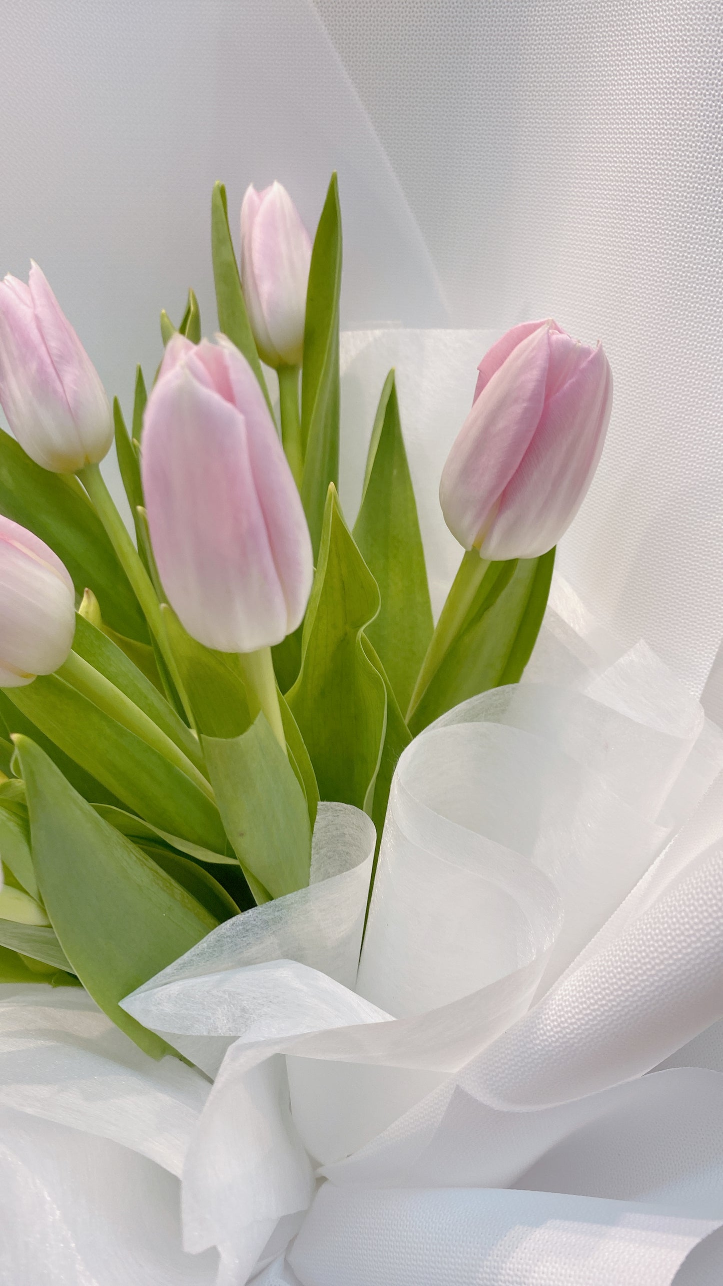 Vincy Tulips (RM 150.00)