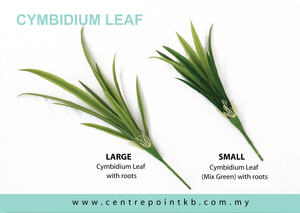 Cymbidium Leaf (Pieces/Dozen)