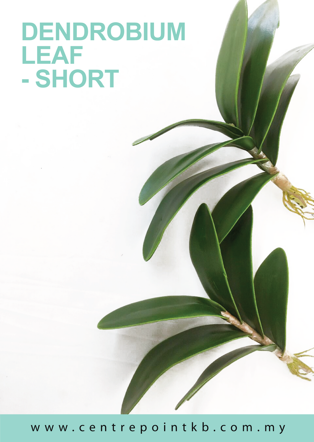 Dendrobium Leaf - Short  (Pieces)
