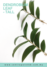 Dendrobium Leaf - Tall (Pieces/Dozen)
