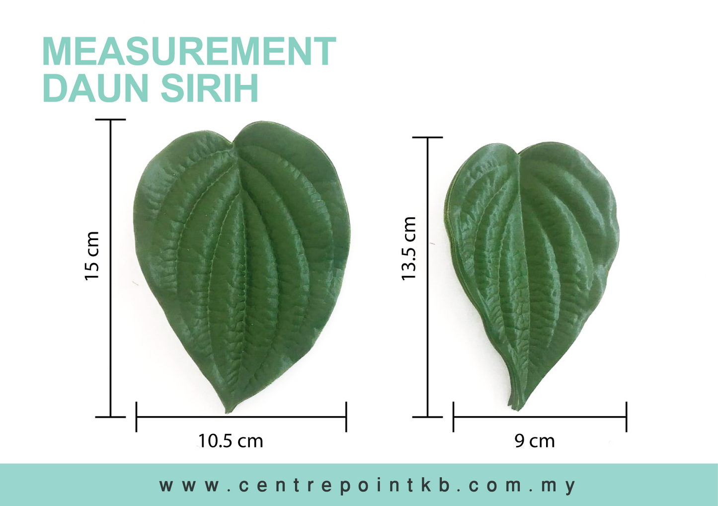 Daun Sirih (50pcs/Pack)