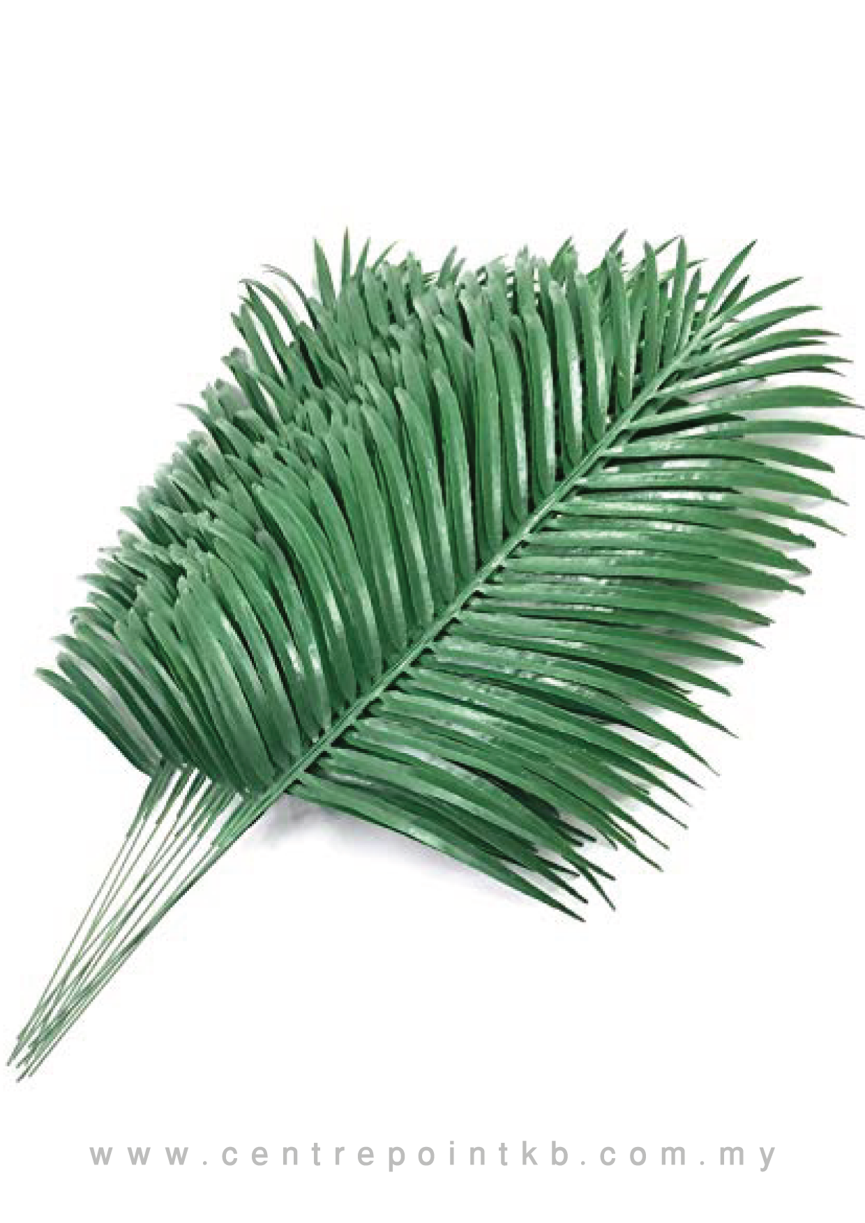 Palm Leaf (Pieces/Dozen)