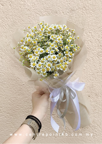 Korean Petite Chamomile (RM 80.00)