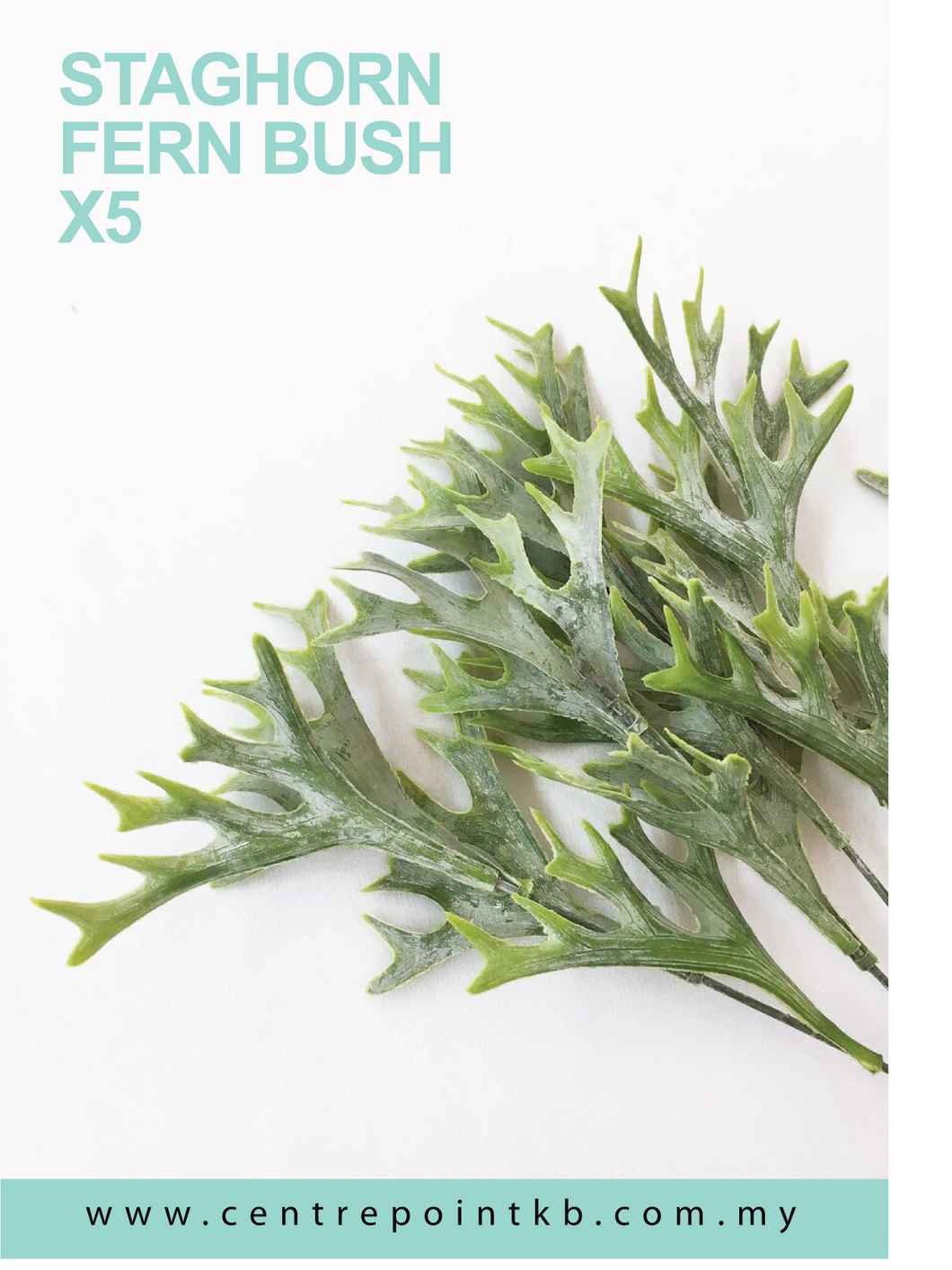 Staghorn Fern Bush X5 (Pieces/Dozen)
