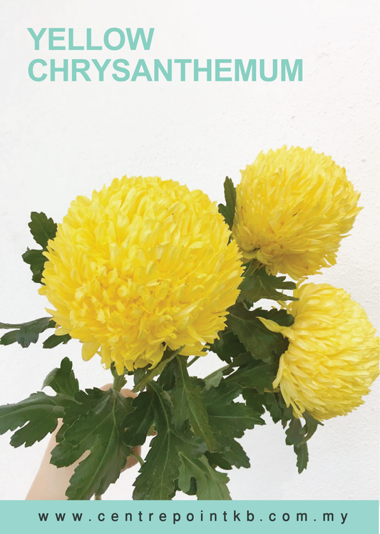 Yellow Chrysanthemum