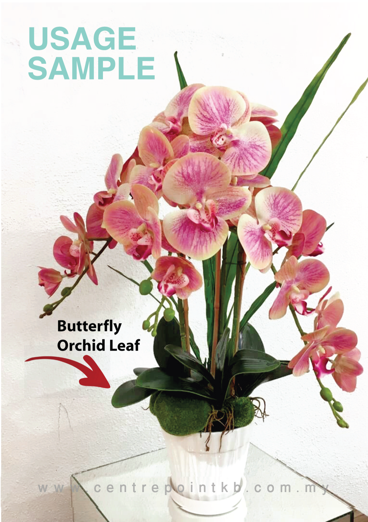 Butterfly Orchid Leaf X5 【Premium】 (Pieces/Dozen)