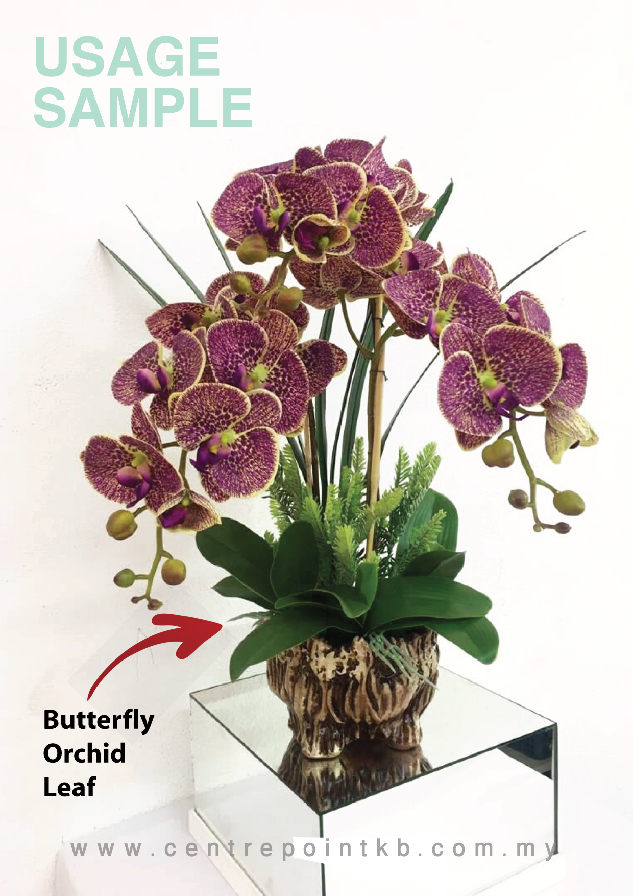 Butterfly Orchid Leaf X5 【Premium】 (Pieces/Dozen)